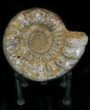 Massive, Wide Ammonite Fossil With Stand #21926-3